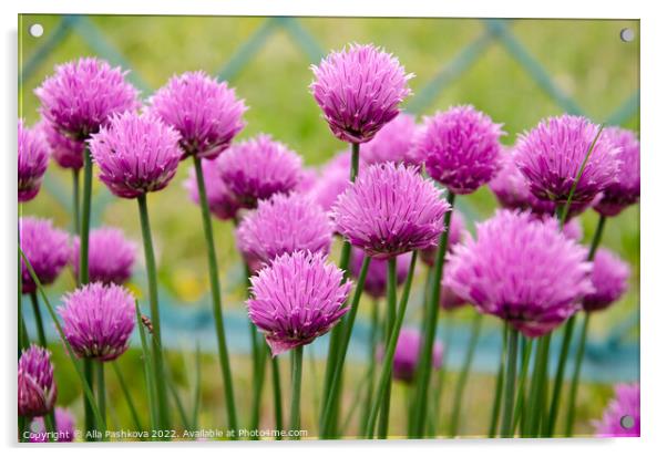 Beautiful fresh purple flowers in green garden Acrylic by Alla Pashkova