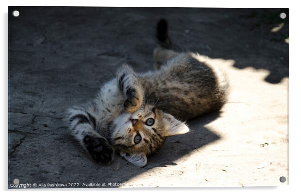Cute kitten rest on sun Acrylic by Alla Pashkova