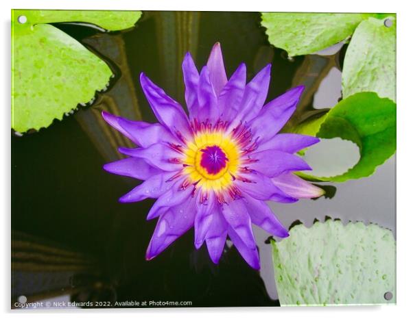Lotus Flower ,Bangkok  Acrylic by Nick Edwards
