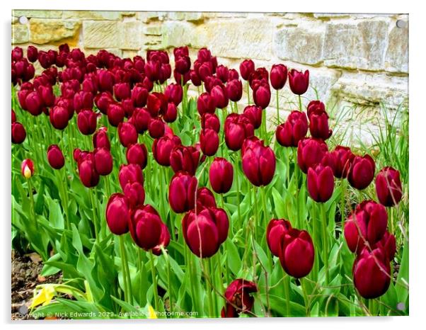 Deep Red Tulips Acrylic by Nick Edwards