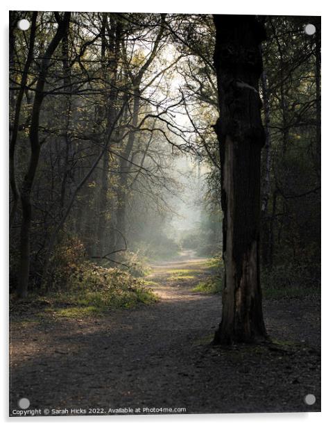 A woodland path Acrylic by Sarah Hicks