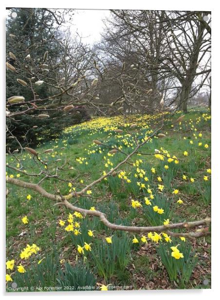 Daffodils - Hampstead Heath. Acrylic by Alix Forestier