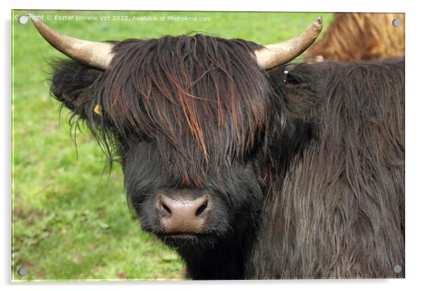 A Scottish hairy cow Acrylic by Eszter Imrene Virt