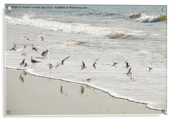 Birds in the Atlantic Ocean Acrylic by Eszter Imrene Virt