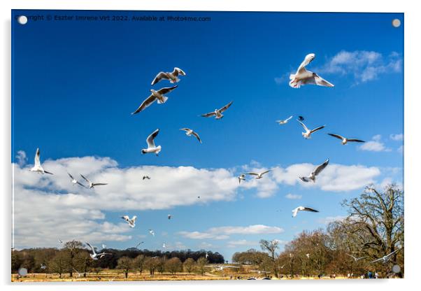 Flying seagulls in Richmond Park Acrylic by Eszter Imrene Virt