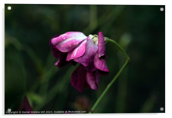 A purple rose in Quen Mary's Rose Garden in the late autumn Acrylic by Eszter Imrene Virt