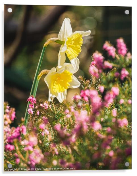 Daffodils showering in sunlight  Acrylic by Rowena Ko