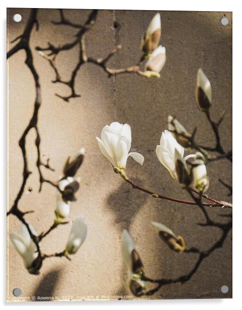 Magnolia showering in sunlight  Acrylic by Rowena Ko