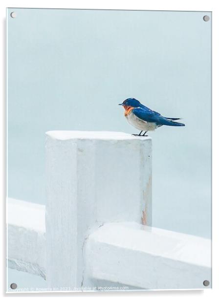 A Pacific Swallow perched on a Pier fence Acrylic by Rowena Ko
