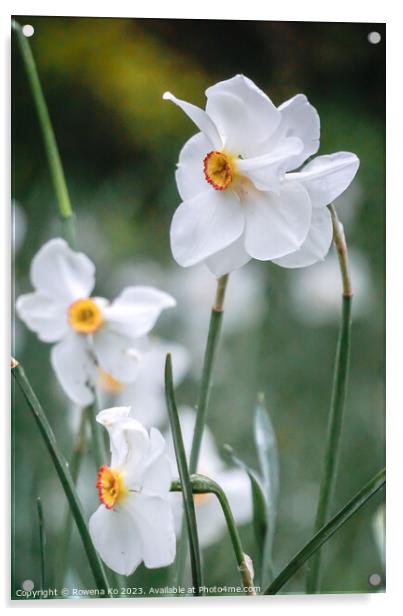 The Gorgeous Poet Daffodil Acrylic by Rowena Ko