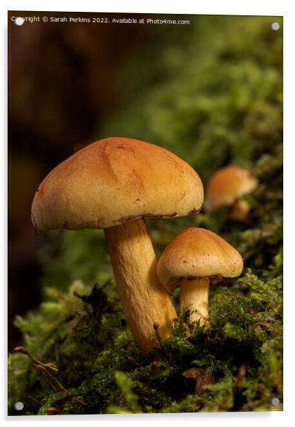 Sulphur tuft mushrooms Acrylic by Sarah Perkins