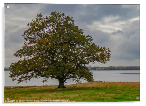 Lonely Oak over Rutland water Acrylic by Sarah Perkins