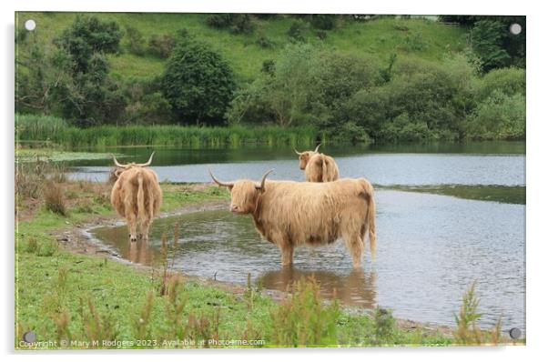 Coos in the Loch Acrylic by Mary M Rodgers