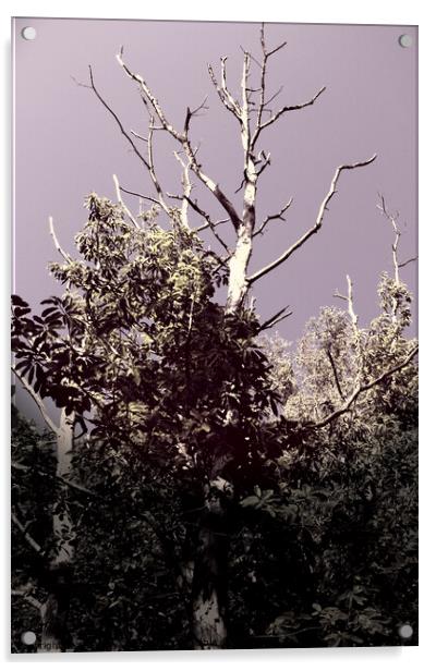 Dramatic Sky and Tree Acrylic by Anthony Clark