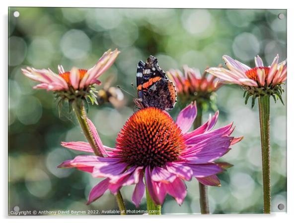Red Admiral butterfly on a cone flower. Acrylic by Anthony David Baynes ARPS