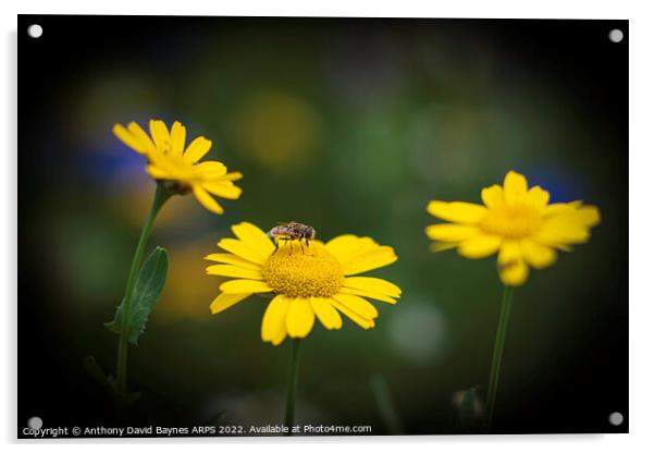 Bee on yellow daisy. Acrylic by Anthony David Baynes ARPS