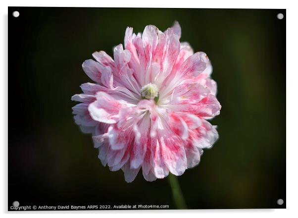 miniature bi-colour poppy. Acrylic by Anthony David Baynes ARPS