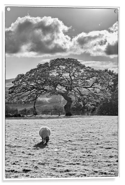 A Swaledale sheep grazing on a farm at Goathland in black and white. Acrylic by Anthony David Baynes ARPS