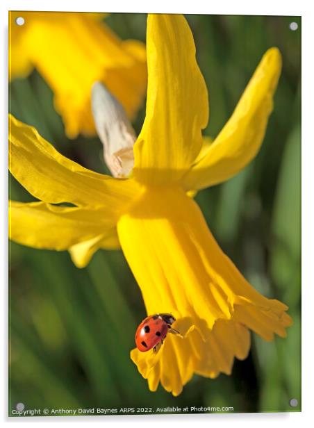 Seven spotted ladybird on yellow narccissus. Acrylic by Anthony David Baynes ARPS