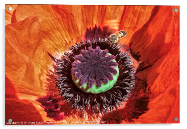 Macro image of an orange Papaver oriental showing mainly the immature seed case and bee.  Acrylic by Anthony David Baynes ARPS