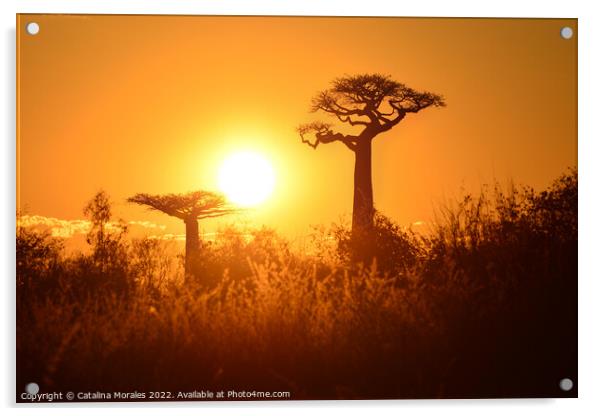 Baobab trees at sunset in Madagascar Acrylic by Catalina Morales