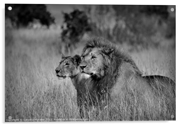 Lions in Black and White Acrylic by Catalina Morales