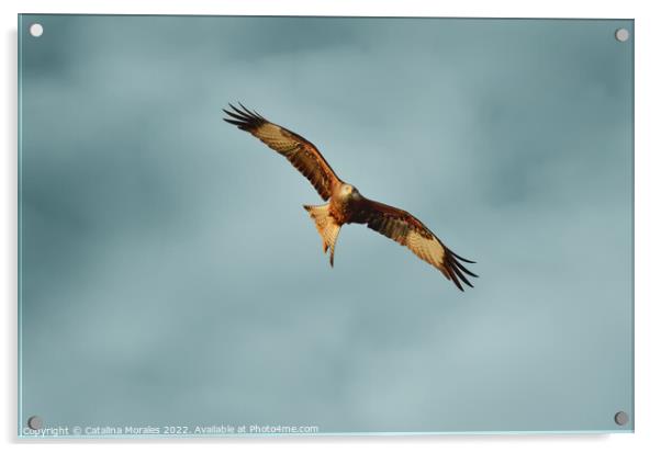 Red Kite searching for prey Acrylic by Catalina Morales