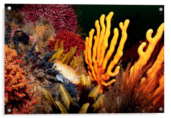 Coral and nudibranch Acrylic by Etienne Steenkamp