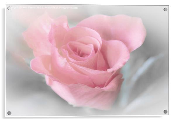 Pink Rose Acrylic by Ken Payne