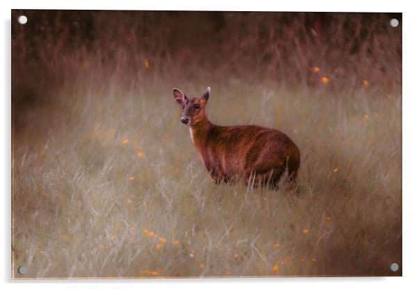 A deer standing in the middle of a field Acrylic by Andy Shackell