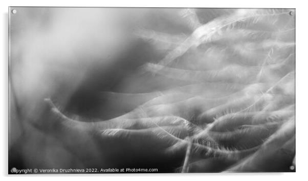 Black and white feather macro Acrylic by Veronika Druzhnieva