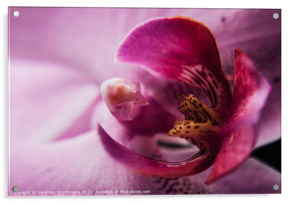 Plant flower. Flora macro petals Acrylic by Veronika Druzhnieva