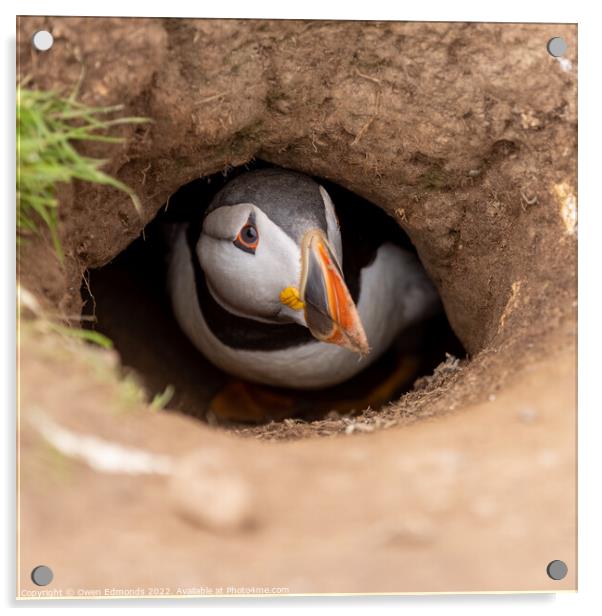 Puffin down a burrow Acrylic by Owen Edmonds