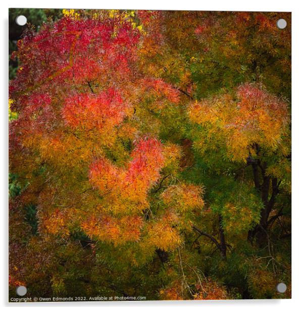 Autumnal Impression Acrylic by Owen Edmonds