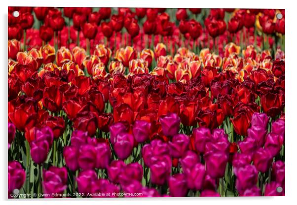 Colourful Tulips Acrylic by Owen Edmonds