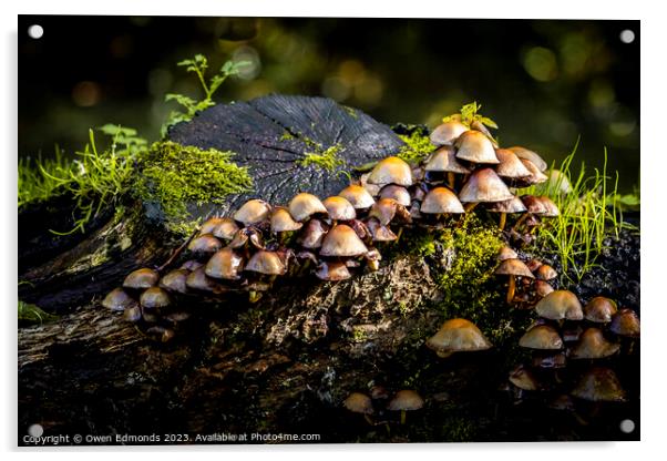 Mushrooms on a Log Acrylic by Owen Edmonds