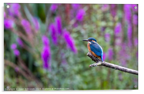 Kingfisher on Perch Acrylic by Owen Edmonds