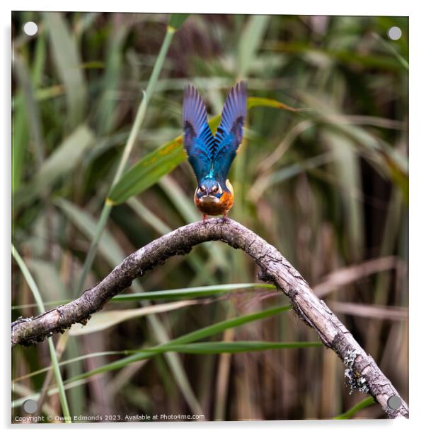 Kingfisher taking flight Acrylic by Owen Edmonds