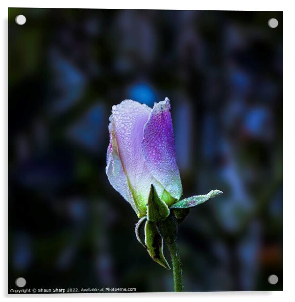 A Winter Rose Acrylic by Shaun Sharp