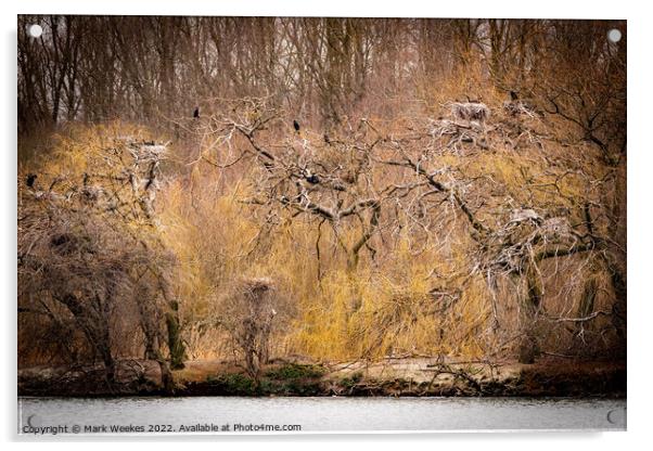  Cormorant's in the Trees.  Acrylic by Mark Weekes