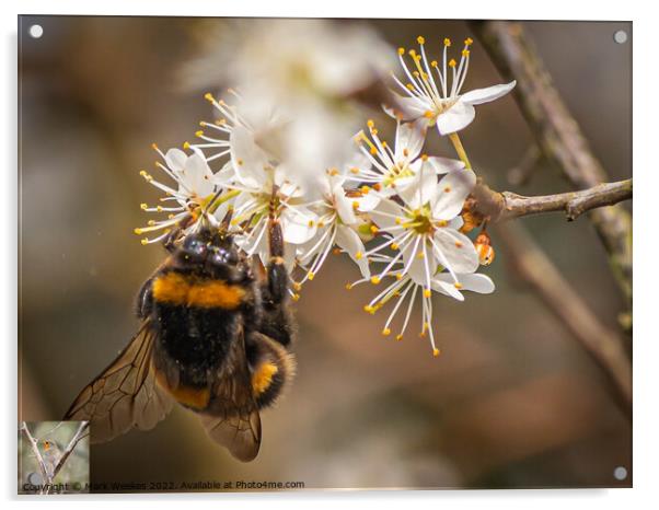 Bumble Bee Acrylic by Mark Weekes