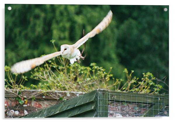 Barn owl in flight Acrylic by Gareth Wild
