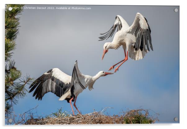 Couple of white stork (ciconia ciconia) in courtship display. Acrylic by Christian Decout