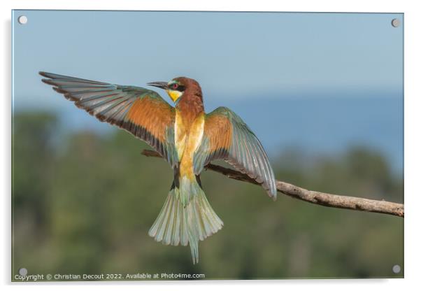 European bee-eater in flight in front of the nesting colony. Acrylic by Christian Decout