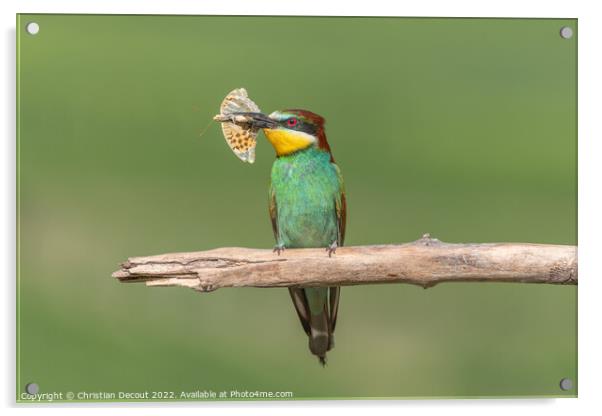 European Bee-eater (Merops apiaster) perched on branch with a butterfly in its beak. Acrylic by Christian Decout