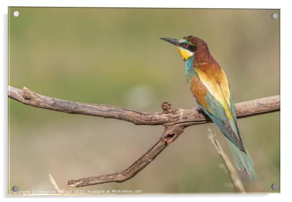 European Bee-eater (Merops apiaster) perched on branch. Acrylic by Christian Decout