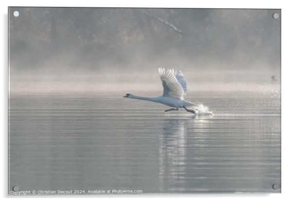 Mute swan (Cygnus olor) on takeoff on the water of a lake Acrylic by Christian Decout
