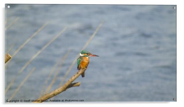 Kingfisher Acrylic by Geoff Stoner