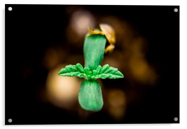 Young Cannabis Seedling  Acrylic by Craig Weltz
