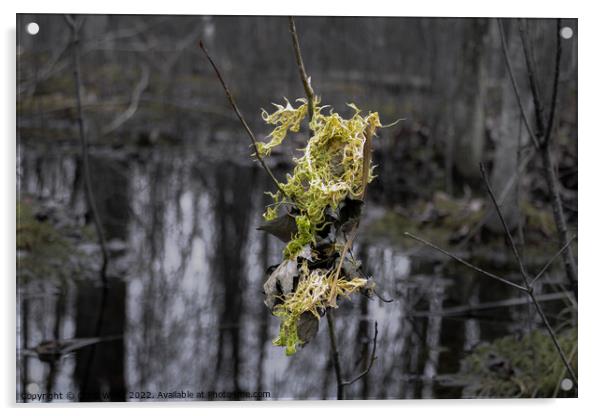 Light color moss and leaves hanging from a small t Acrylic by Craig Weltz